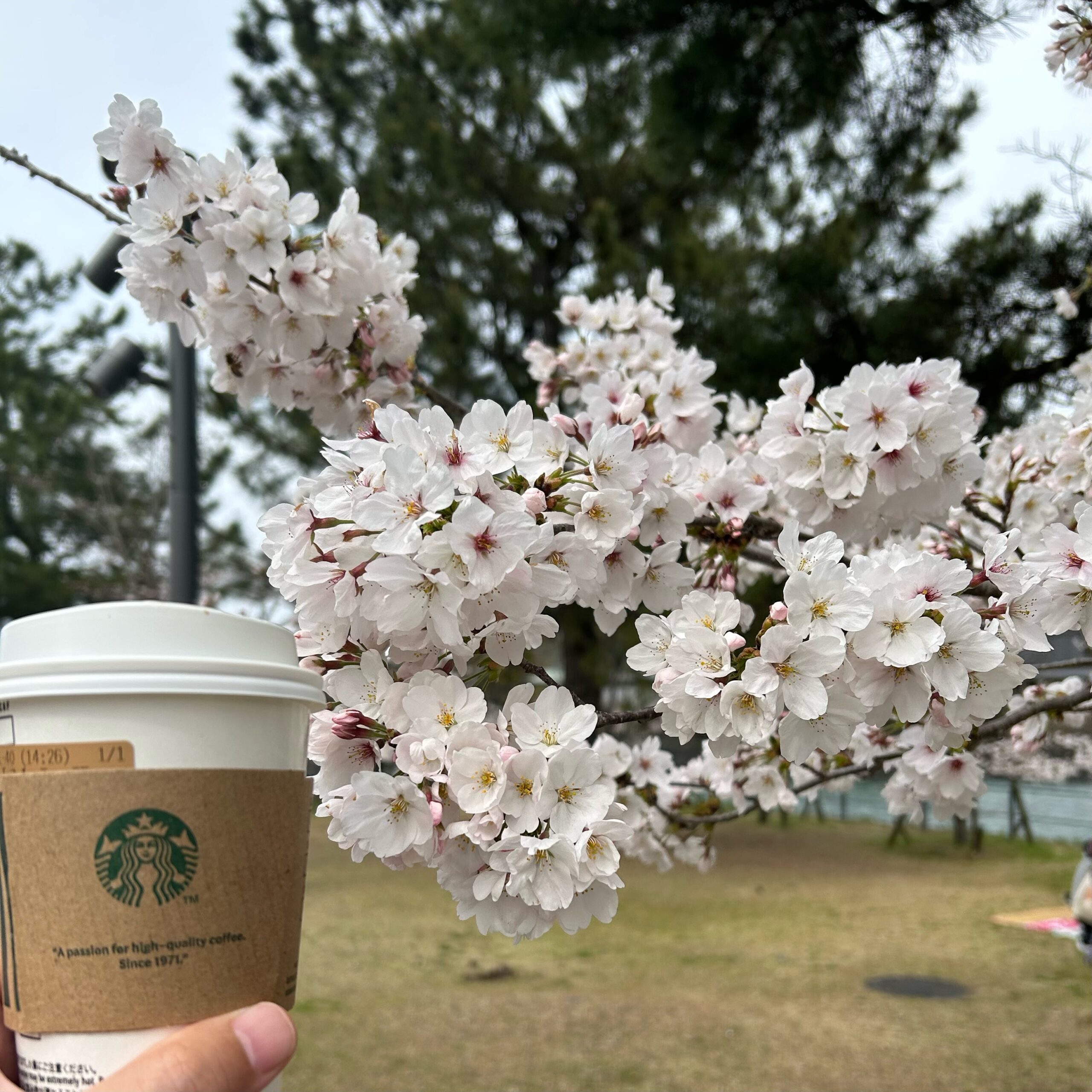 有給休暇を利用し、お花見★